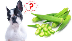Okra Powder: živinově hustá superfood pro domácí mazlíčky a vitalitu